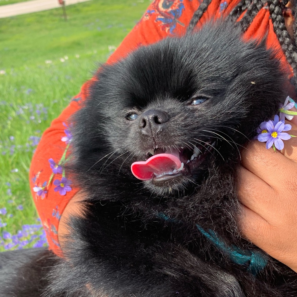 Meet your Posher, Rosa